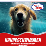 Hundeschwimmen