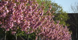 „Caro blüht auf“ – Erstes Blütenfest an der Cliner Quelle