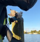Möwe und Person befreit