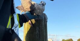 Möwe und Person befreit